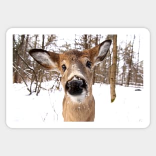 Nosey - White-tailed Deer Sticker